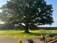 Is there a better looking tree?