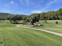 “Sa Capitana” the thousand-year-old, oldest olive tree on Mallorca